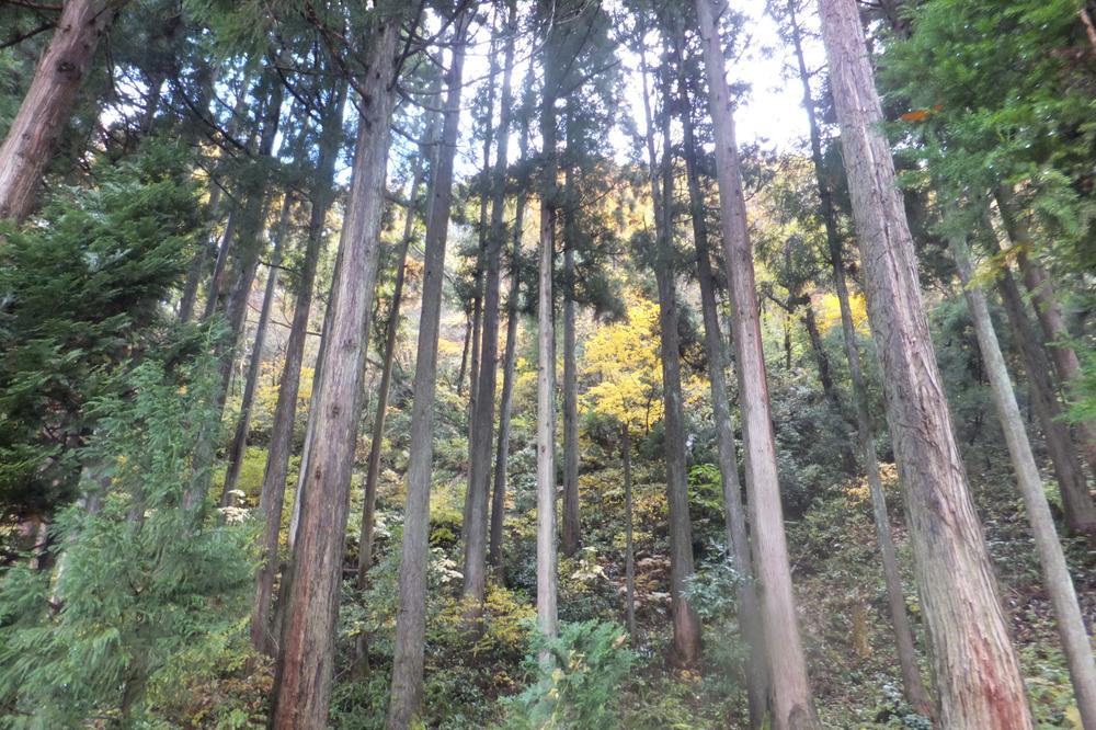 Other local. Cedar forest at the back, Deciduous trees will show through in the back