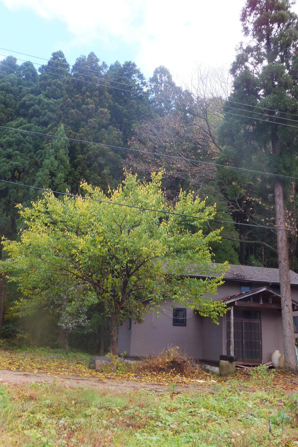 Local appearance photo. Listing front persimmon, Behind further mountain cedar forest of deciduous broad-leaved