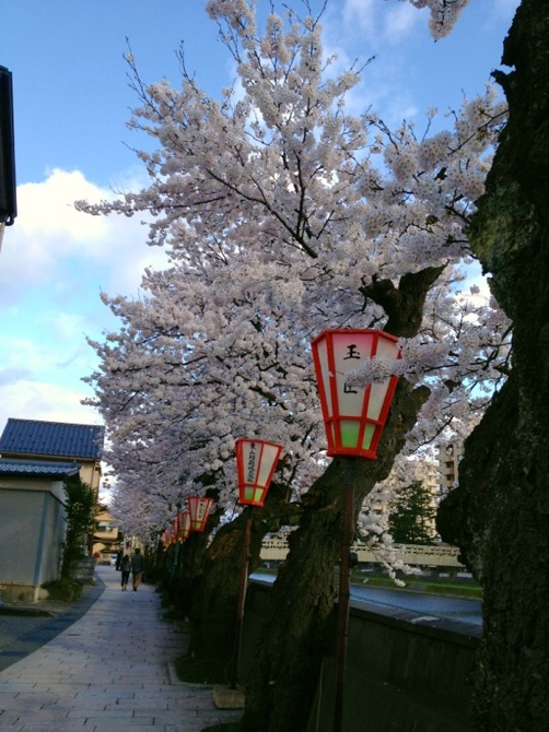 Other. It is the scenery along the Asano of spring ☆