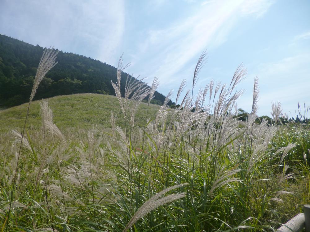 Other Environmental Photo. Sengokuhara Susukino to grassland 1600m