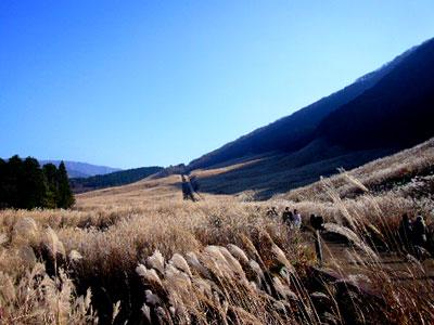 Other Environmental Photo. 1000m until the Japanese pampas grass prairie