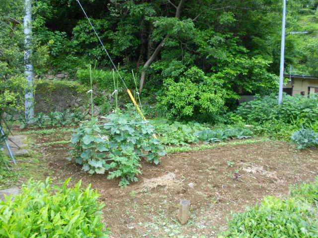 Garden. Local (June 2012) shooting