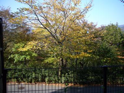 View photos from the dwelling unit. We hope the lush garden