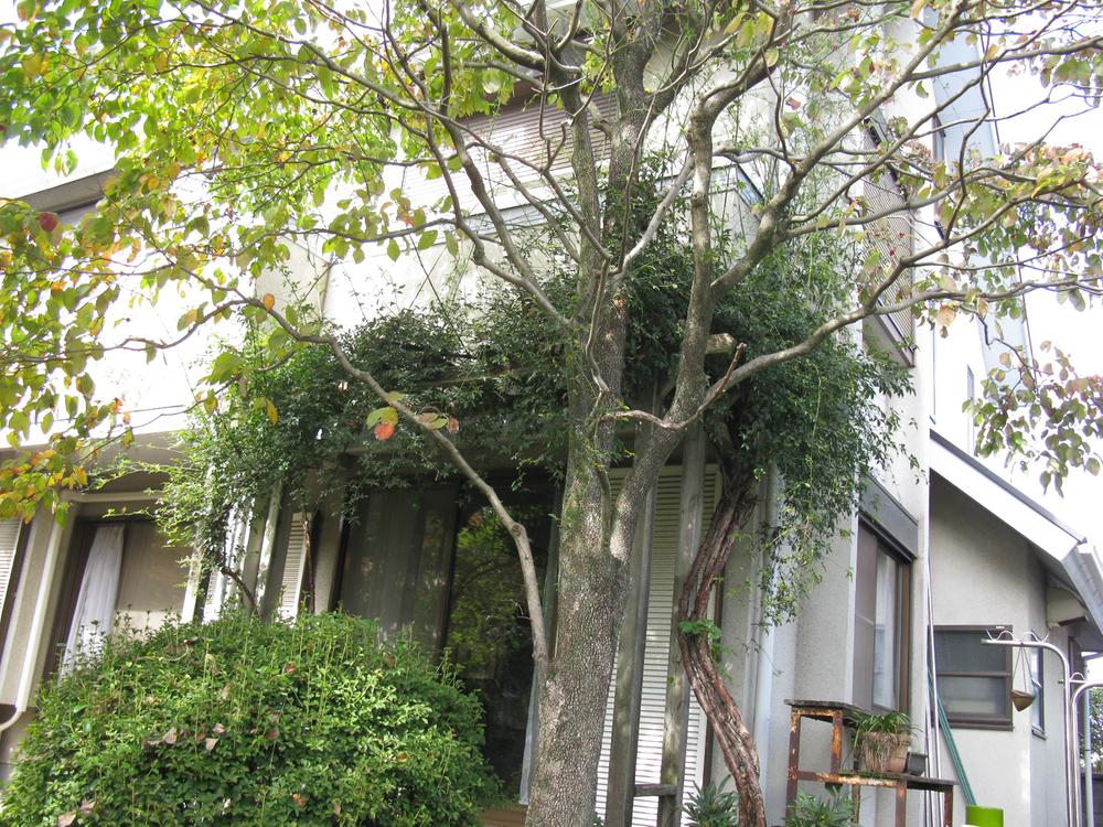 Garden. pergola