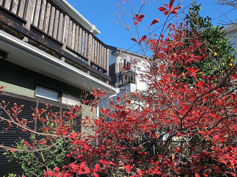Local appearance photo. Pale green leaves of spring will change to dark strong green in summer, Beyond the autumn turns red and yellow in gradually and to a quiet winter. It is very luxury there is a beautiful garden like Yorisoeru to season. 