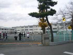 Primary school. Pine forest 700m up to elementary school (elementary school)