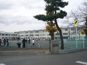 Primary school. Pine forest 300m up to elementary school (elementary school)