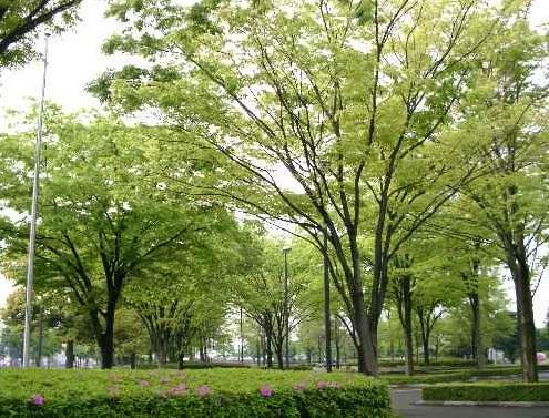 park. 1500m to Akibadai park