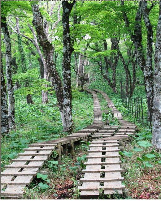 park. Organisms and other large animals, such as natural forests and black bear and antelope 18000m beech and fir to Tanzawa-Oyama Quasi-National Park is deepening more attractive also deep valley inhabited. The holiday contact with nature while climbing.