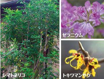 Other. One for each residence, Planting a large economic tree or symbol tree and the family tree. It produces a cool rhythm to the streets.  ※ Image Photos
