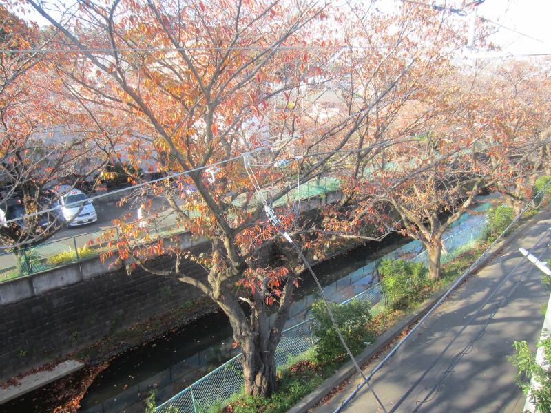 View photos from the dwelling unit. View overlooking the row of cherry blossom trees from the dwelling unit