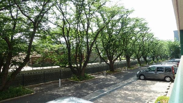 Parking lot. Lush balcony surface along the famous Aso River in the cherry trees