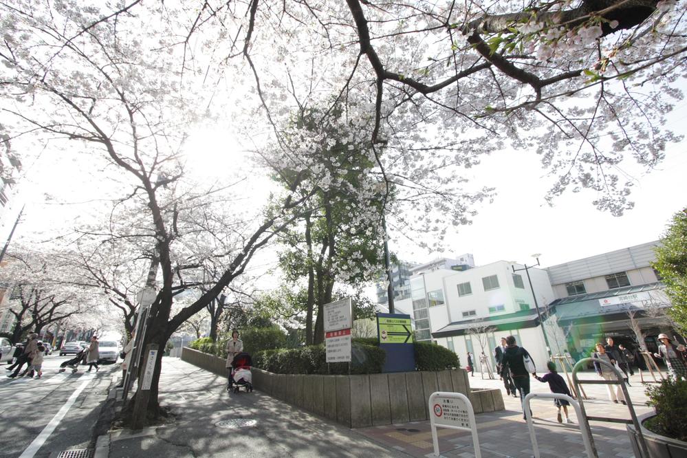station. Denentoshi beautiful station before the 1950m row of cherry blossom trees to Miyazakidai!