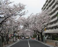 Other. Miyazakidai Station cherry trees