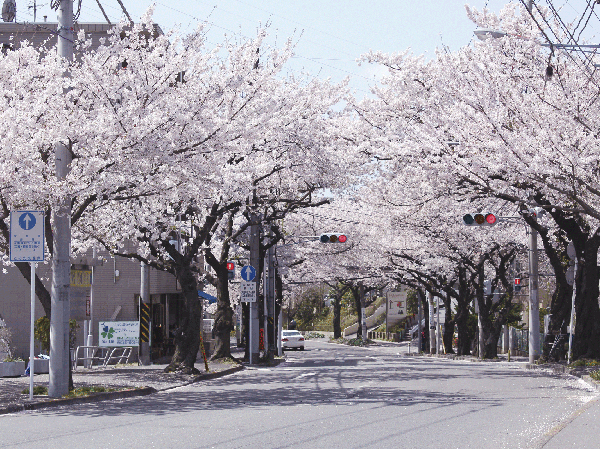 Surrounding environment. Cherry trees on the way from the local to Tama Plaza Station (about 900m)