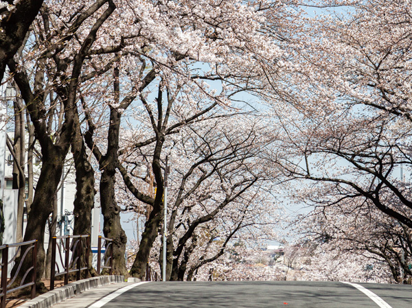 Surrounding environment. Sakura-zaka (about 410m ・ Walk of 6 minutes) beautiful tree-lined landscape is also one of the charms of this town. "Furusato Cherry Blossom Festival" is open on the first Sunday of April every year, Crowded with many residents.