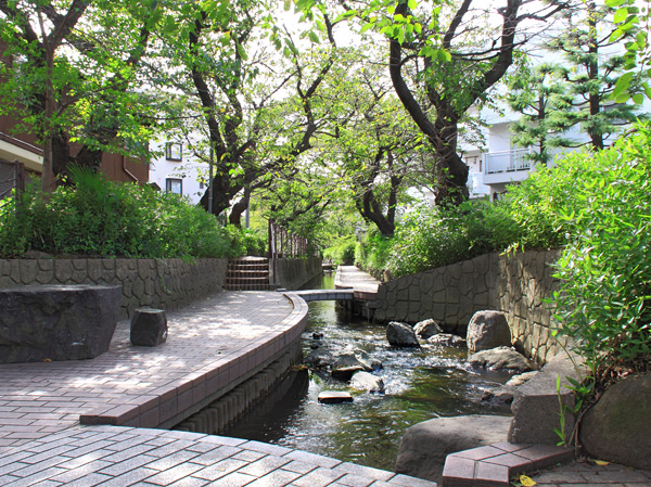Surrounding environment. Shibukawa (about 10m ・ 1-minute walk)