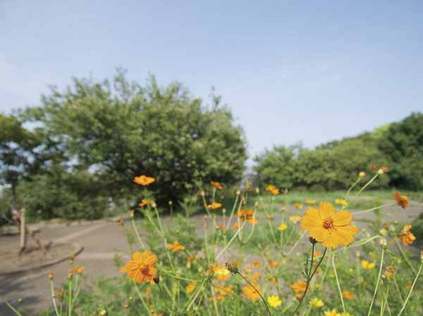 Surrounding environment. Hiyoshi park (about 960m, A 12-minute walk)