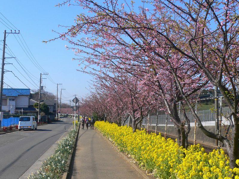 Streets around. Kawazu 1200m spring is not wait until the cherry tree