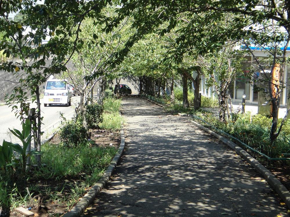 Other Environmental Photo. Misaki 800m until the tree-lined sidewalks to the Train Station