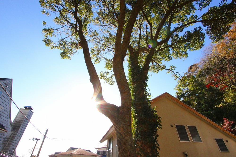 Other Environmental Photo. Place to become the sunshine filtering through foliage