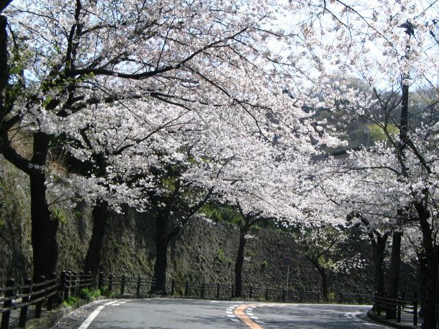 Other Environmental Photo. Of the road entering the Itopia cherry trees