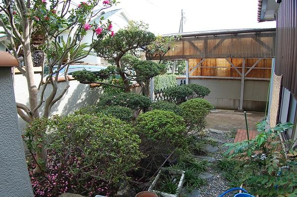 Garden. Local (11 May 2012) shooting