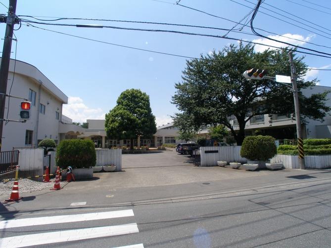 Primary school. Tree of 661m Aoba elementary school symbols large camphor tree until the Sagamihara Municipal Aoba Elementary School