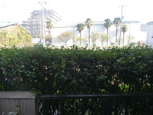 View. View from the balcony