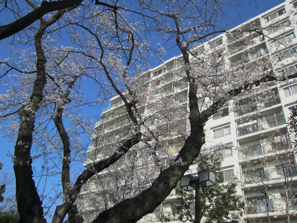 Other common areas. Garden can enjoy cherry blossoms in the spring (2)