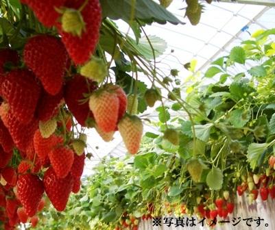 Other Environmental Photo. 850m to Ninomiya Strawberry Garden 2 - May near you can be the strawberry hunting!  ※ Prior booking essential