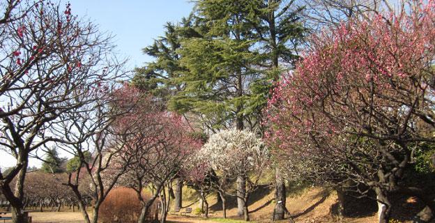 park. It has been known as the attractions of the leading plum in 780m prefecture to prefectural Hodogaya Park. Plum festival will be held in February each year. 