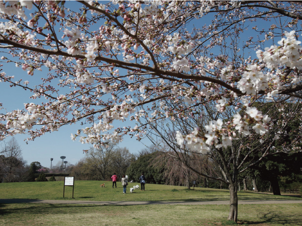 Close to a vast Hodogaya Park. Under the spring cherry blossoms in full bloom, You can also enjoy a picnic.