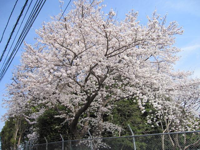 Other. In the spring it will be healed in a cherry tree (in the vicinity of the Property Entrance)