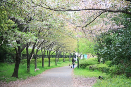 park. Futoo Tsutsumi green road 150m until the (park)