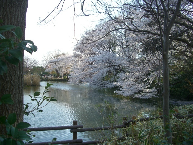 park. Kikuna pond park until the (park) 191m