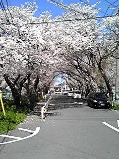 Streets around. 50m until the cherry trees