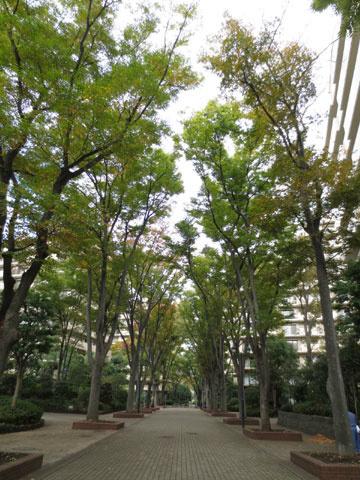 Other common areas. Zelkova tree-lined