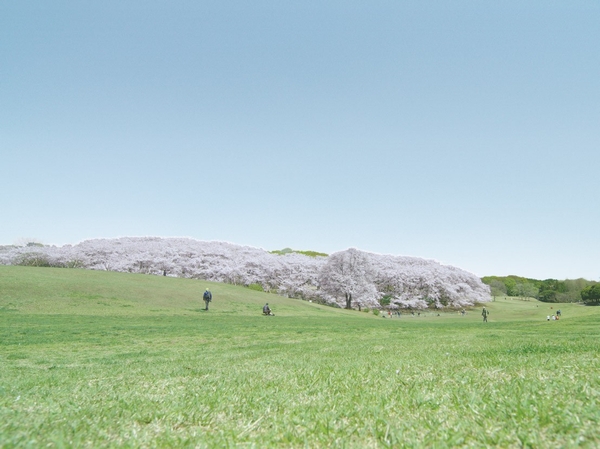 Sakurayama with Negishi Forest Park about 350 cherry trees of spring, For cherry blossoms that many people visit