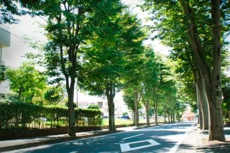 Streets around. Tree-lined street in the vicinity of 320m Minamiseya elementary school until the tree-lined streets