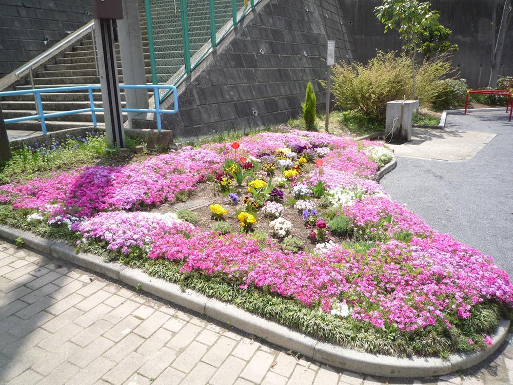 Other. S various flowers in the "tens of Roh District fifth park" will have planted (2013 May shooting)