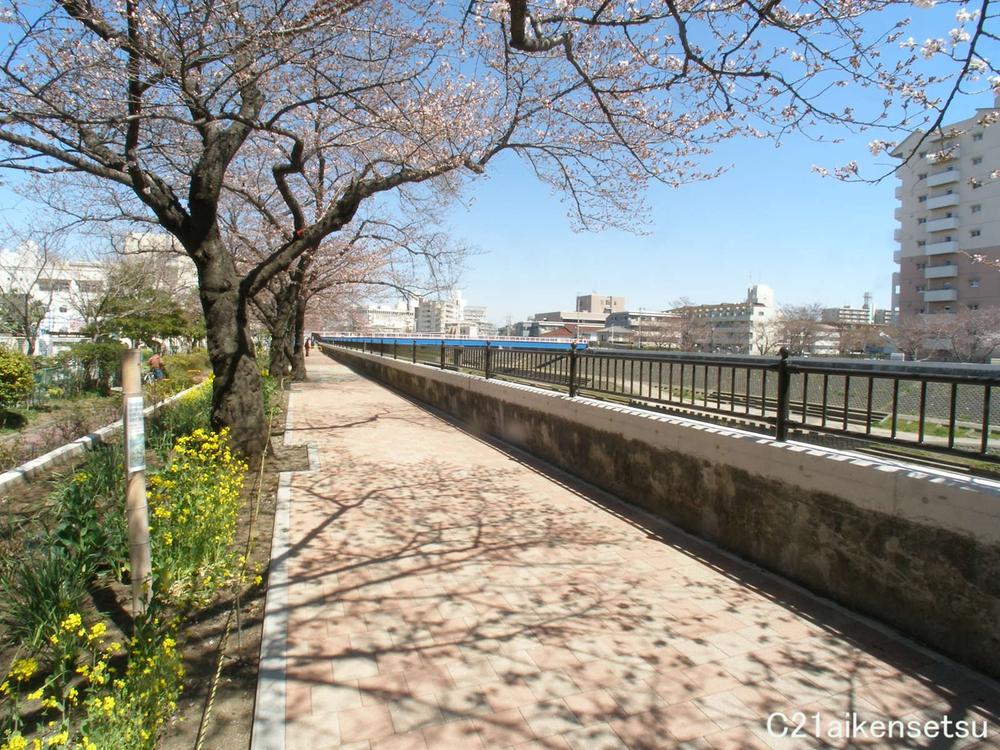 Streets around. Speaking of 1600m Totsuka up along kashio river, Cherry Blossom Festival is carried out in the spring, Beautiful beach in kashio river a row of cherry blossom trees! It is ideal for a walk of Tama!