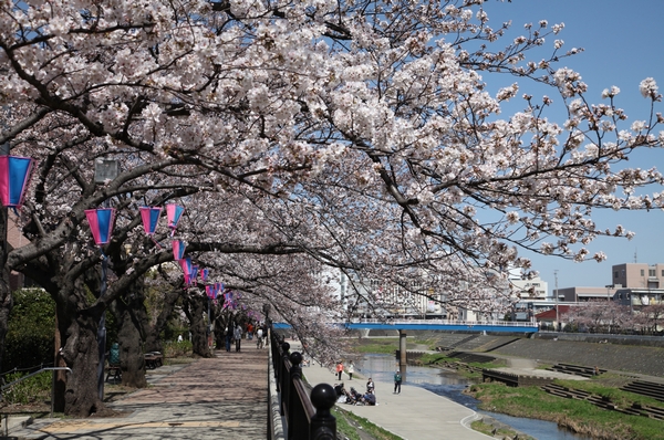 Surrounding environment. Cherry trees of kashio river (about waist 870m ・ Walk 11 minutes / East about 970m ・ Walk 13 minutes)