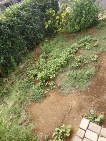 Garden. It is good was equipment that if there