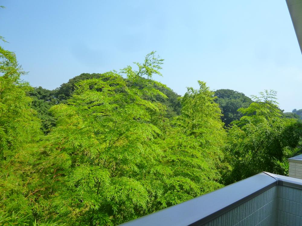 View photos from the dwelling unit. Green bamboo forest swaying the blue sky in the back.
