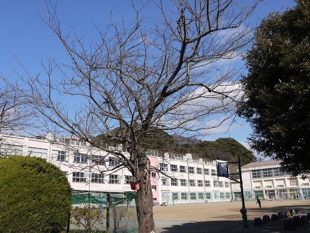 Primary school. Zushi Municipal Hisaki to elementary school 930m