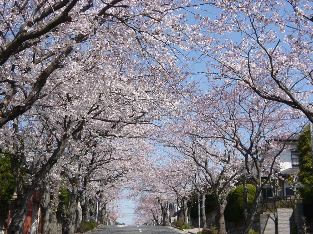 Streets around. 120m to Highland row of cherry blossom trees
