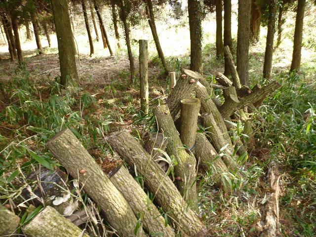 Garden. Shiitake mushrooms