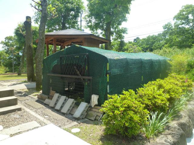 Garden. Shiitake mushroom cultivation