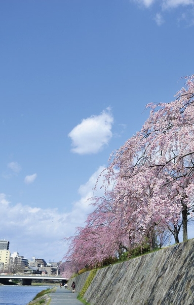 Kamogawa is filled with cherry blossoms in full bloom in the spring (about 1100m)